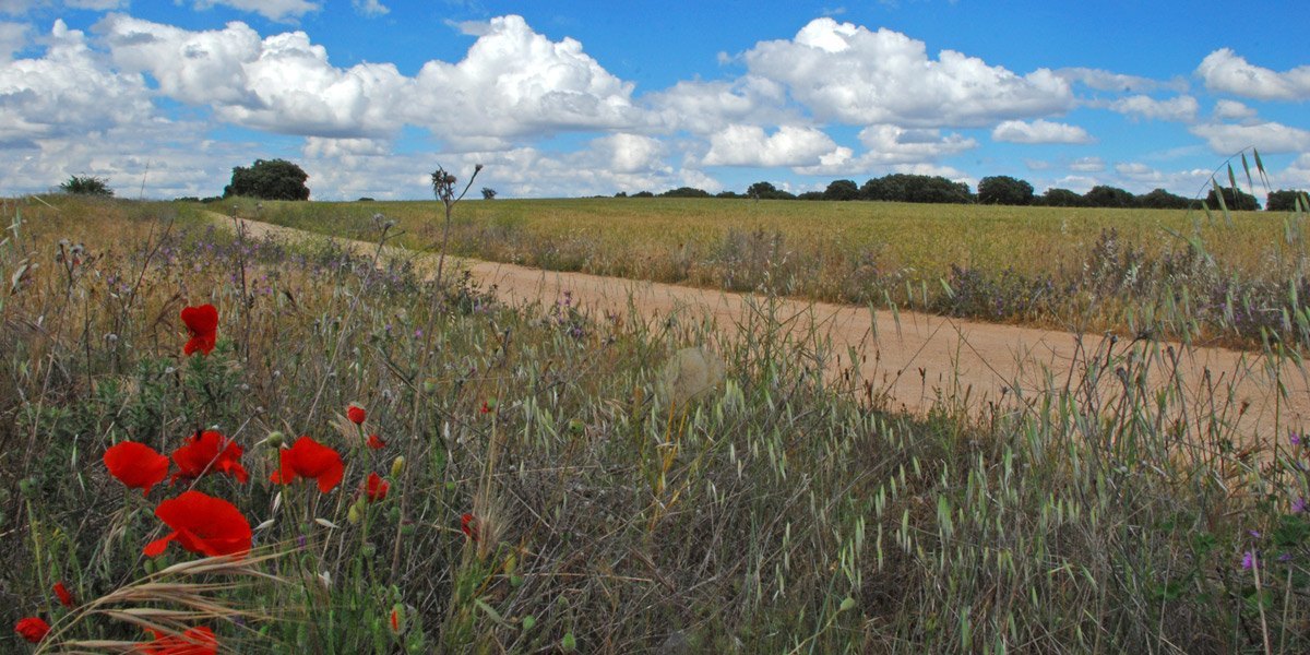 Páramos: Dehesas y campos de cereal
