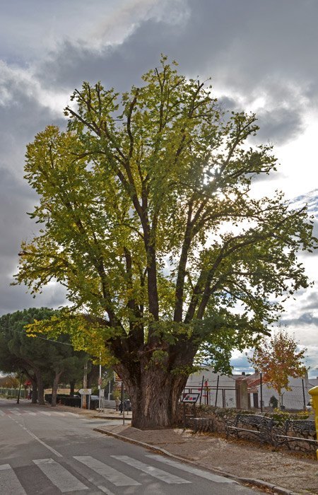 Olmo Centenario