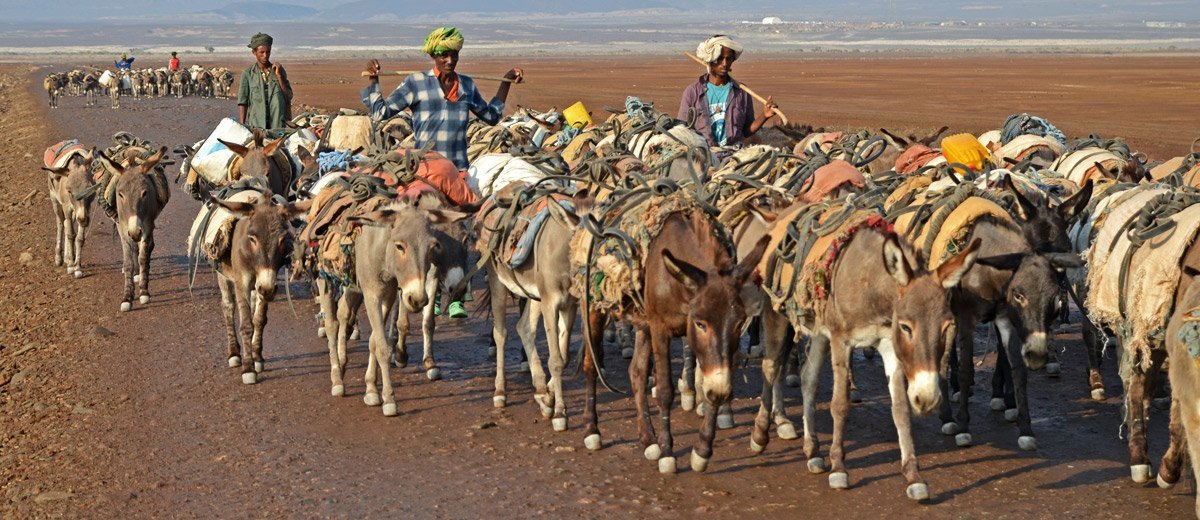Caravanas de Burros transportando sal