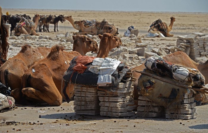 Camellos con lingotes de sal