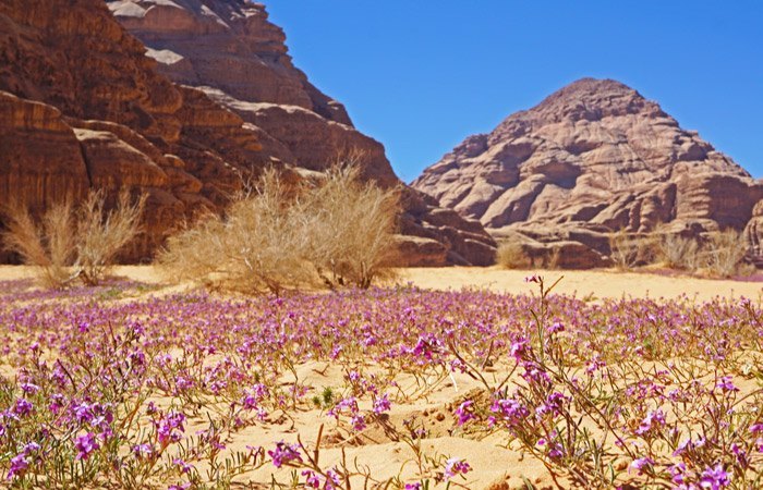El desierto florece en marzzo