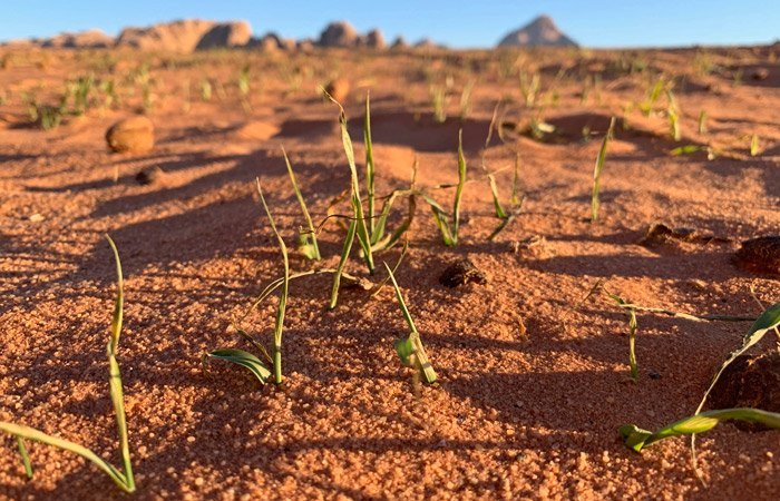 Brotes verdes en el desierto