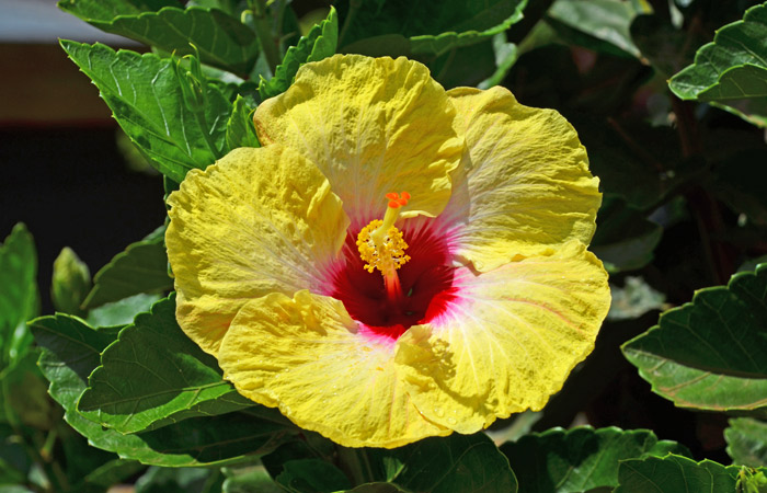 Flor del Pacífico Sur