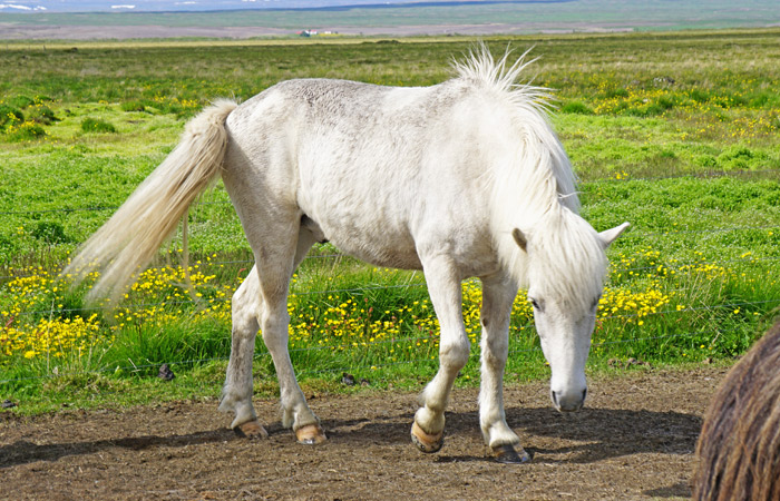 Un caballo de raza protegida